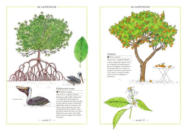 Inventario illustrato degli alberi Ippocampo Edizioni