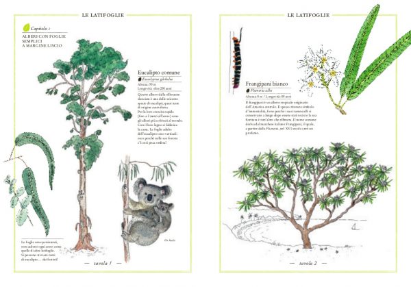 Inventario illustrato degli alberi Ippocampo Edizioni