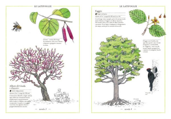 Inventario illustrato degli alberi Ippocampo Edizioni