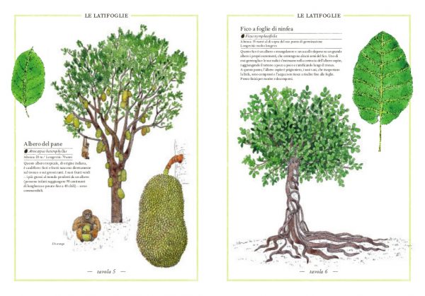 Inventario illustrato degli alberi Ippocampo Edizioni