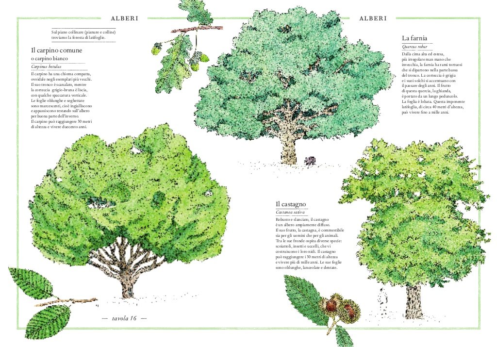 Inventario illustrato degli alberi Ippocampo Edizioni