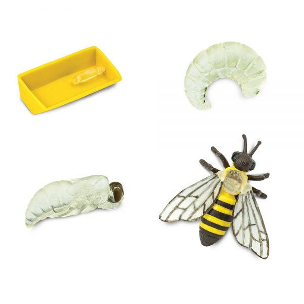 Set ciclo della vita dell'ape Safari LTD