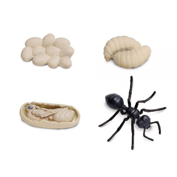 Set ciclo della vita della formica Safari LTD