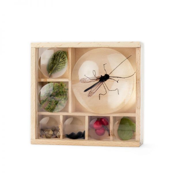 Huckleberry Teca da osservazione Bug box