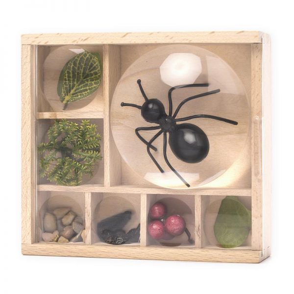 Huckleberry Teca da osservazione Bug box