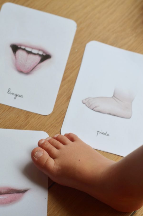 Carte delle nomenclature del corpo umano
