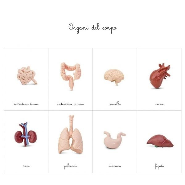 Carte delle nomenclature Organi corpo umano Baboo