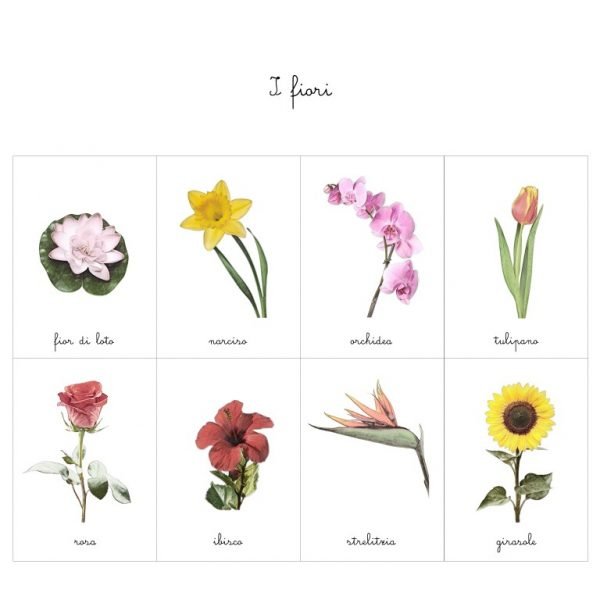 Carte delle nomenclature fiori Baboo