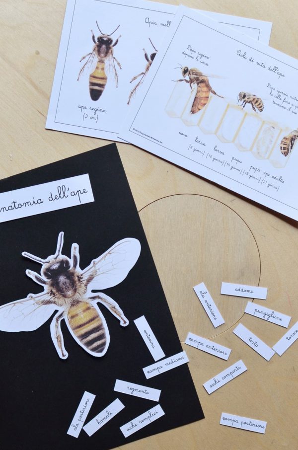 Carte apprendimento Baboo L'ape dei fiori 14 Schede didattiche