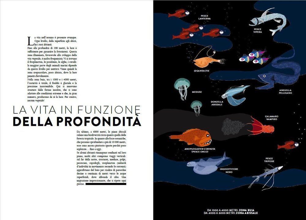 Oceano – Libro animato per esplorare il mondo marino Ippocampo Edizioni -  Babookidsdesign