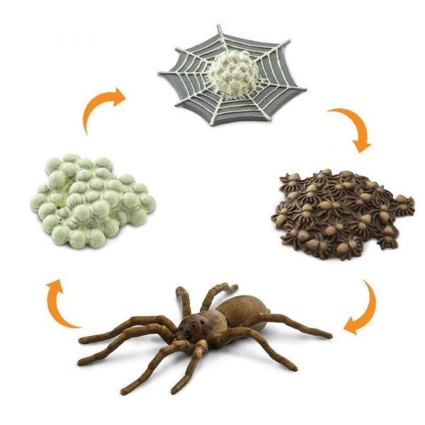 Set ciclo della vita del ragno Safari LTD