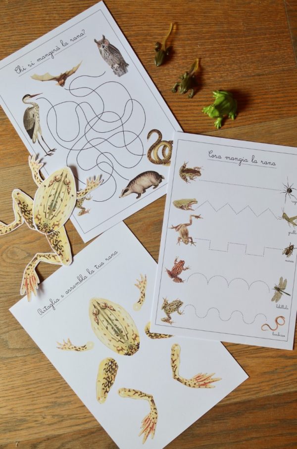 Carte apprendimento Baboo La rana 32 Schede didattiche