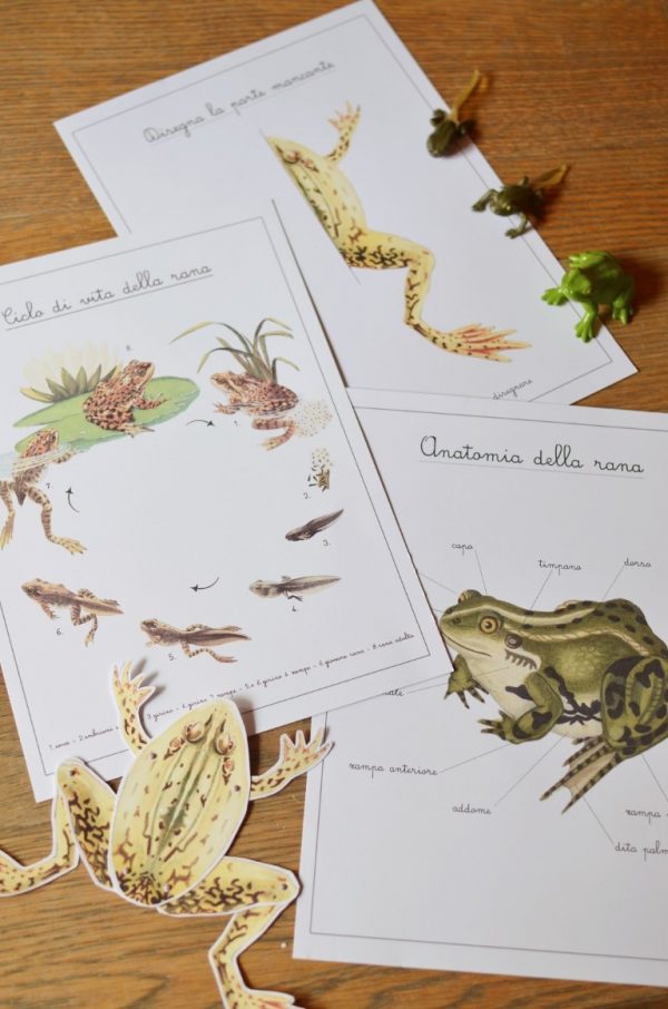 Carte apprendimento Baboo La rana 32 Schede didattiche
