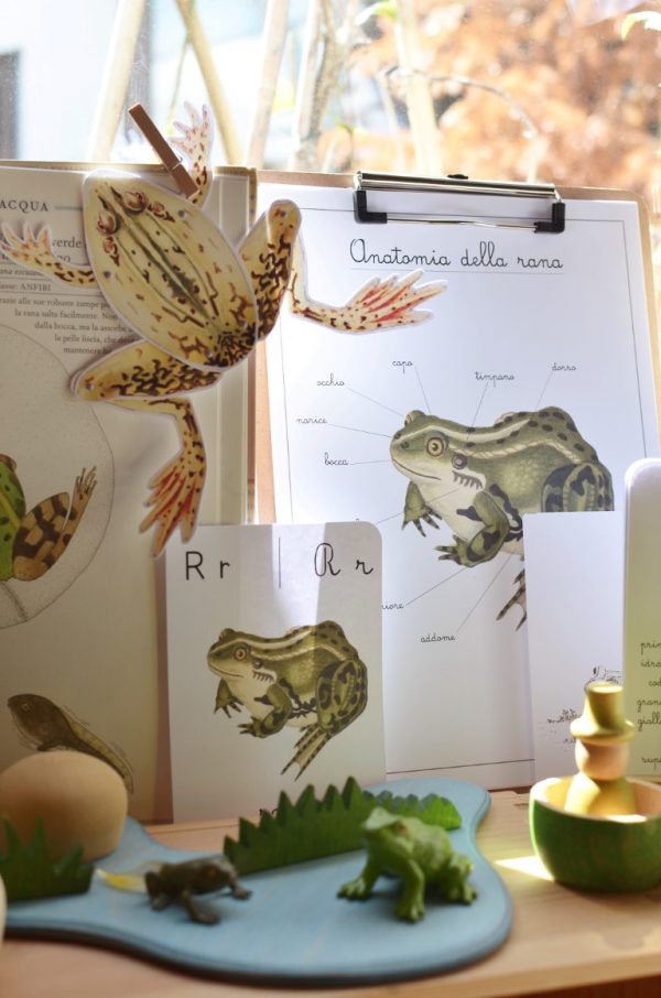 Carte apprendimento Baboo La rana 32 Schede didattiche