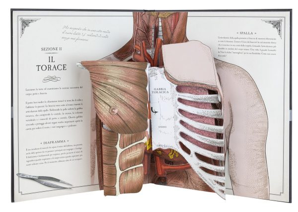 Il corpo umano una guida pop-up all'anatomia