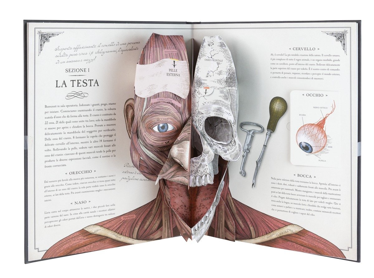 Costruisci il tuo scheletro e scopri come funziona il corpo umano. Ediz.  illustrata. Con modellino - Richard Walker - Libro - Editoriale Scienza -  Pop-up & co.