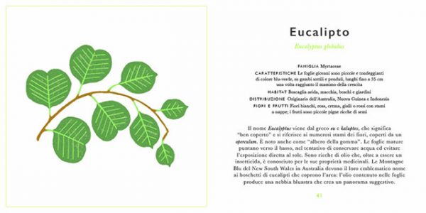 Piccola guida alle foglie