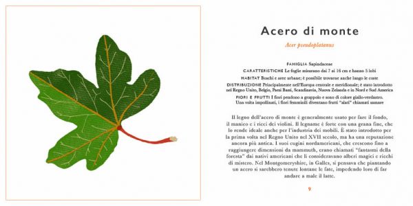 Piccola guida alle foglie