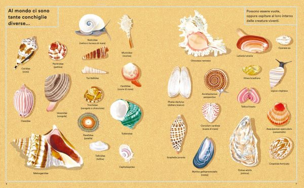 La vita segreta delle conchiglie Ippocampo Edizioni