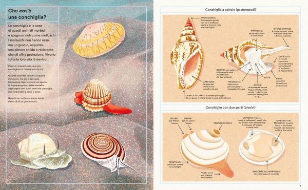 La vita segreta delle conchiglie Ippocampo Edizioni