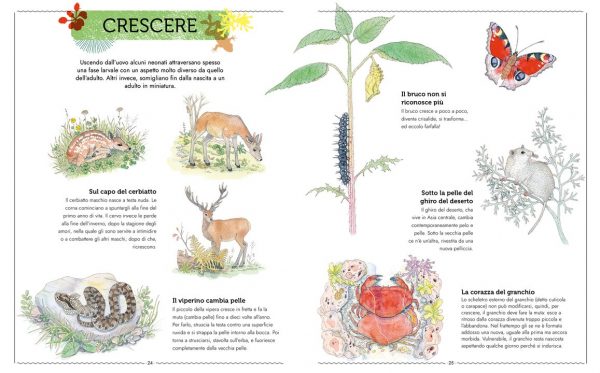 Vivere Uno sguardo nuovo sugli animali Ippocampo Edizioni