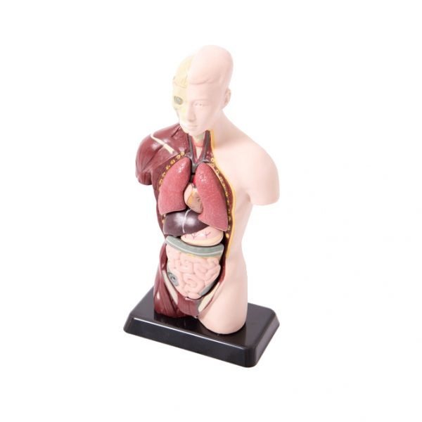 Modellino mezzo busto anatomico Tickit