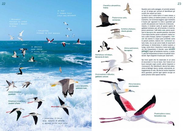 In riva al mare Guida pratica per esploratori di litorali