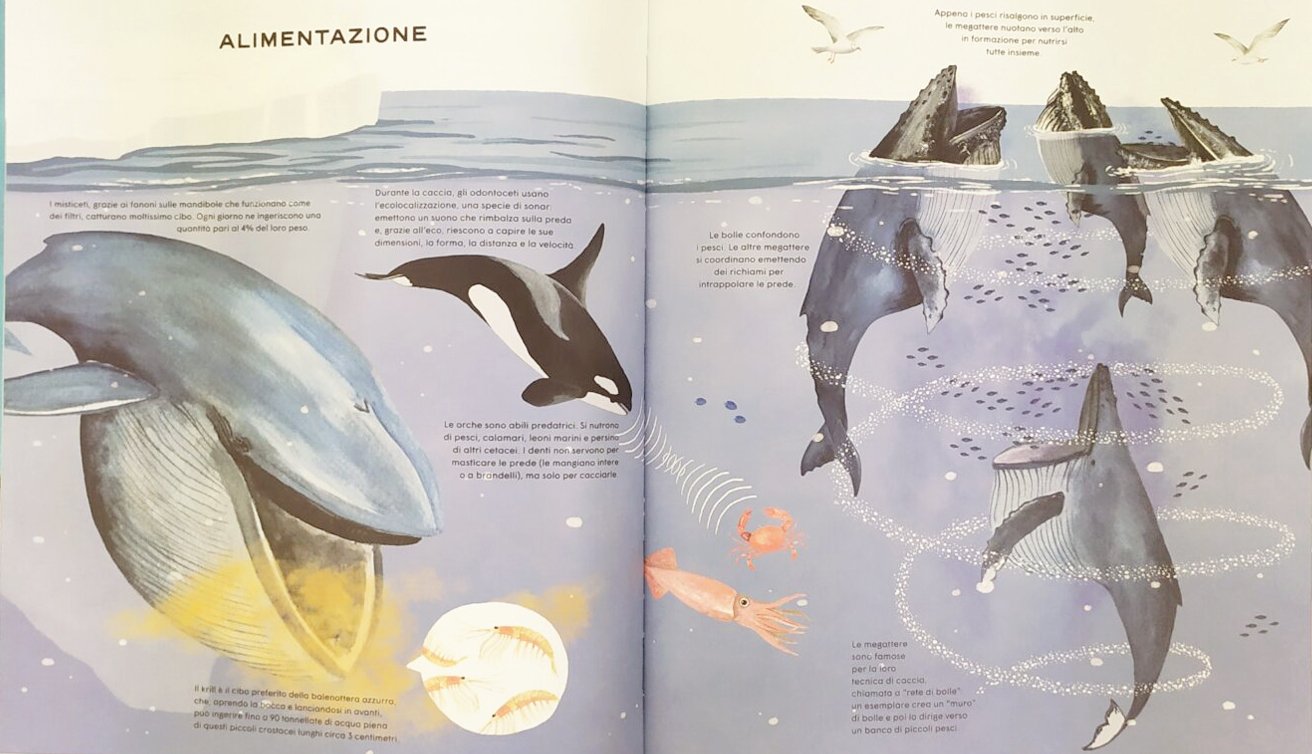 Dieci albi illustrati per l'estate! – Balene orchi elefantesse