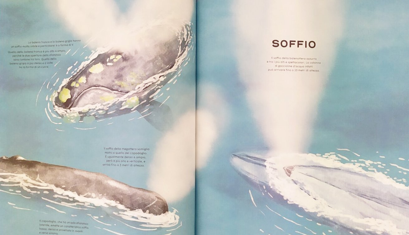 Dieci albi illustrati per l'inverno! – Balene orchi elefantesse