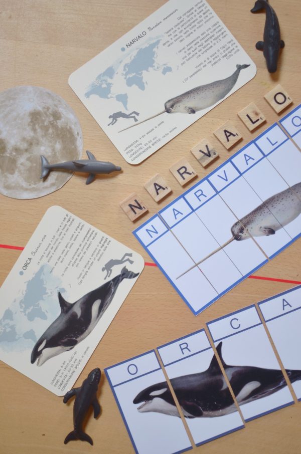 PlayKitBaboo - La forma del mare